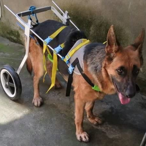 Dog Mobility Back Legs Wheelchair