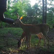 Load image into Gallery viewer, Standing Automatic Gravity Deer Game Protein Feeder